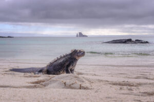 Marine Iguana