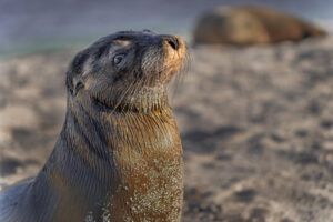 Sea Lion