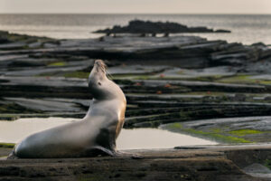 Sea Lion Yoga I