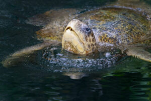 Green Sea Turtle