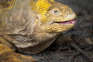 Land Iguana