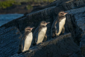 Galapagos Penguin Line Up