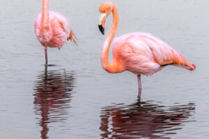 Galapagos Flamingoes