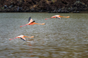 Flight Of Three