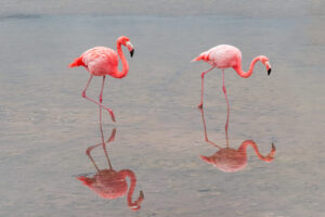 Flamingo Reflections