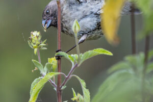 Bird Feed