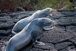 Sea Lions