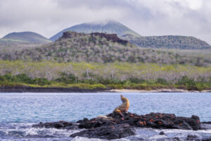 Sea Lion Yoga II