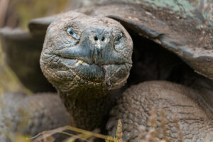 Galapagos Giant Tortoise