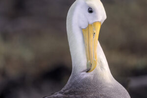 Waved Albatross