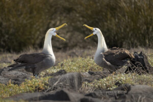 Waved Albatross Courtship Dance