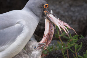 Seafood Dinner