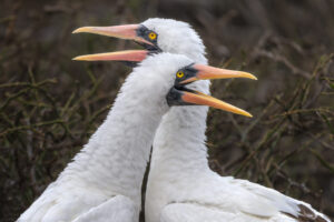 Nazca Boobies