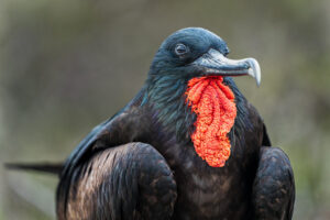 Frigate Bird