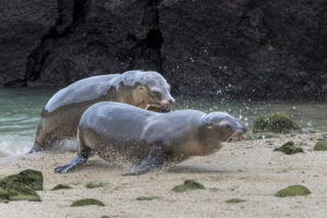 Racing Sea Lions