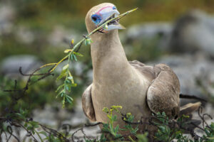 Nesting Practice