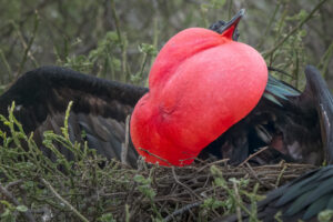 Frigate Bird