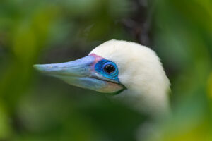 Blue Footed Boobie