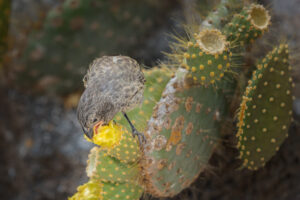 One Of Darwin's Finches