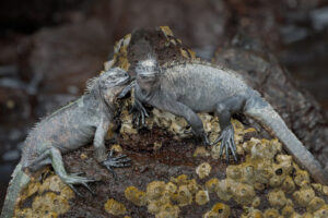 Marine Iguanas