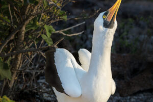 Nazca Boobie