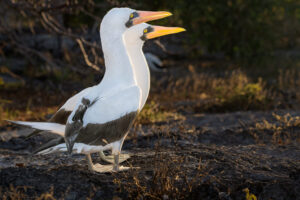 Nazca Boobies At Sunset