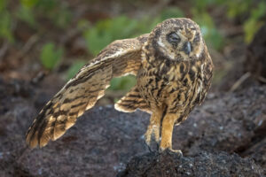 Short-Eared Owl