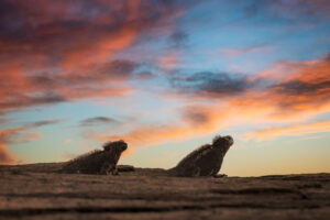 Marine Iguanas at Sunset