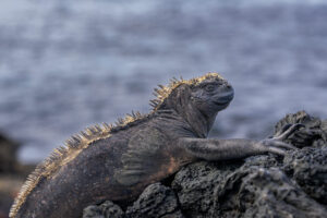 Marine Iguana