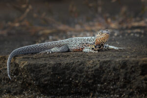 Lava Lizard