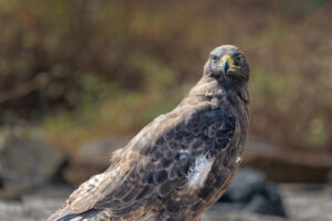 Galapagos Hawk