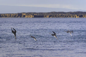 Diving Boobies II