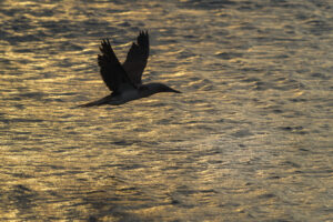 Sunset Flight