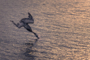 Diving Pelican