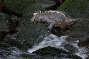 Marine Iguana Dinner Time