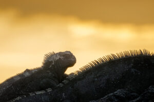 Iguana Sunset