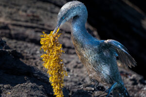 Bringing Home The Seaweed