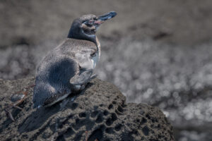 Galápagos Penguin