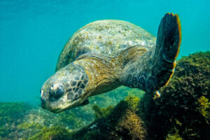 Sea Turtle I