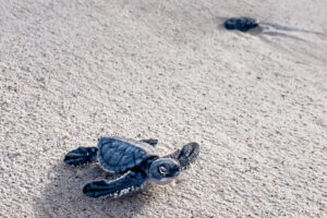 Baby Sea Turtle