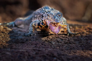 Lava Lizard Dinner