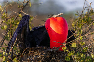 Frigate Bird