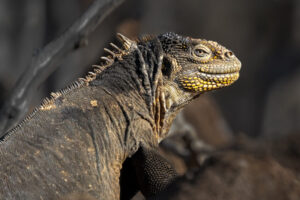 Land Iguana