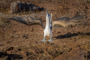 Blue-Footed Boobie