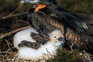 Frigate Birds Nesting