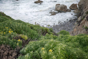 Big Sur Waves