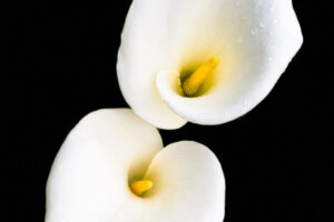 Calla Lillies