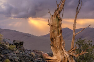 Bristlecone Rays