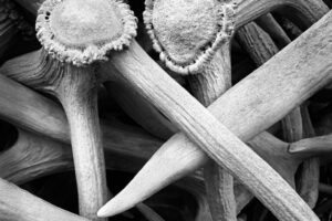 Antler Arch