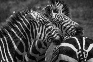 Resting Zebra I